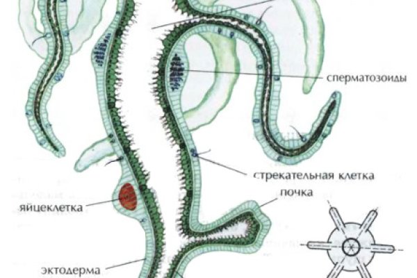 Ссылка на кракен маркет