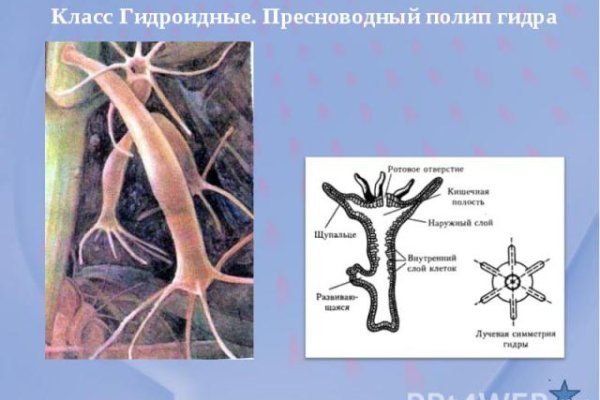 Актуальные ссылки на кракен тор